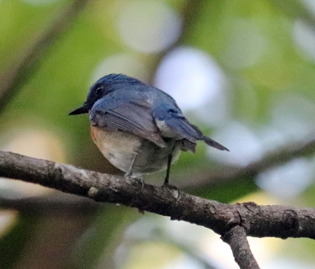 Tickell's Blue Flycatcher - ML571063001