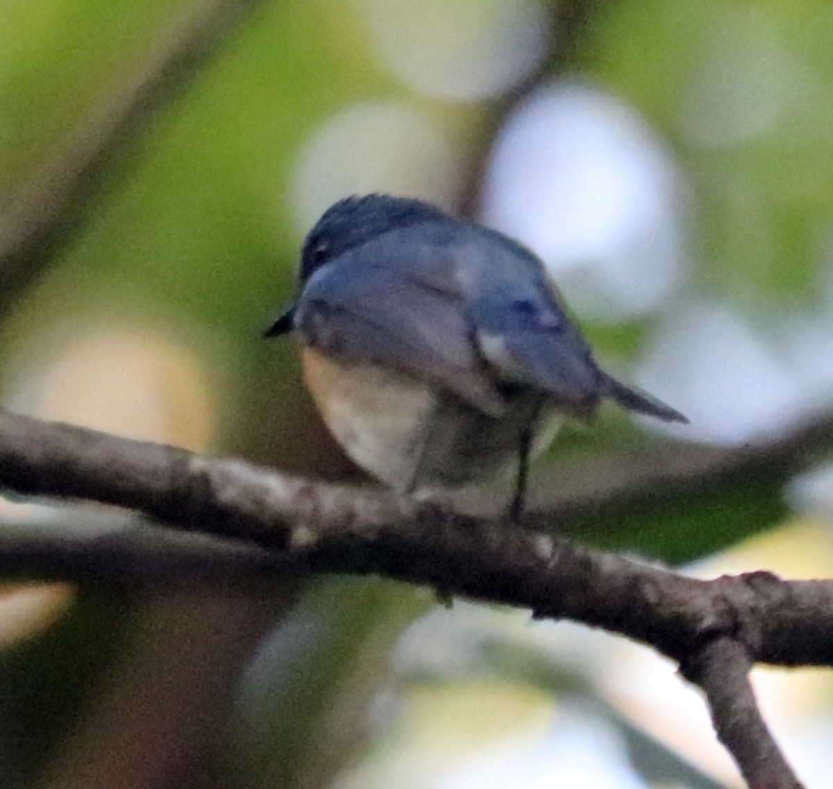 Tickell's Blue Flycatcher - ML571063031