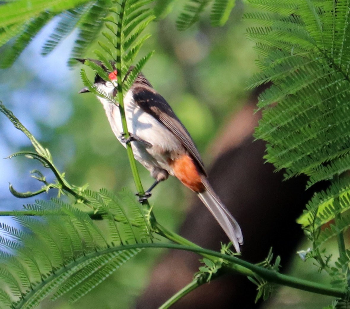 Red-whiskered Bulbul - ML571063081