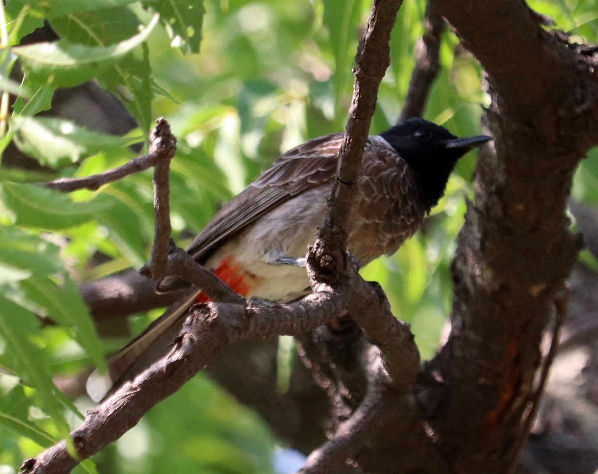 Red-vented Bulbul - ML571063091