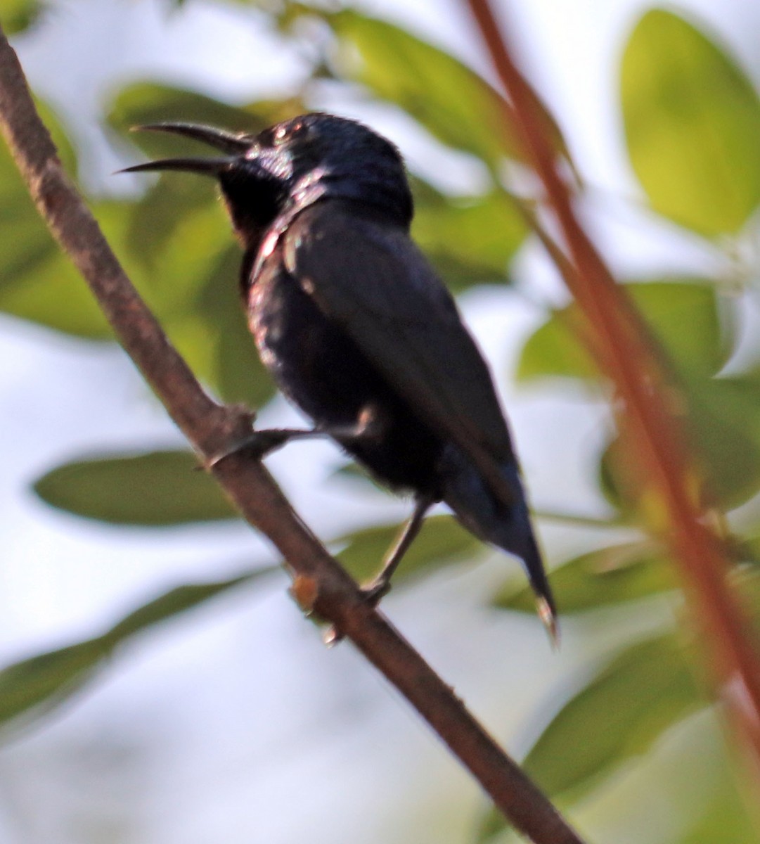 Purple Sunbird - ML571063111