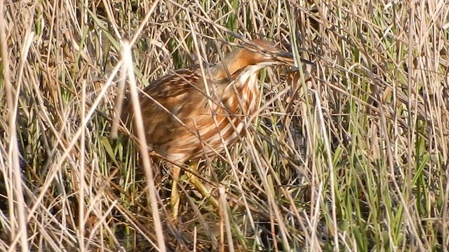 bukač severoamerický - ML571063161