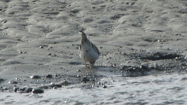 Killdeer - ML571063491