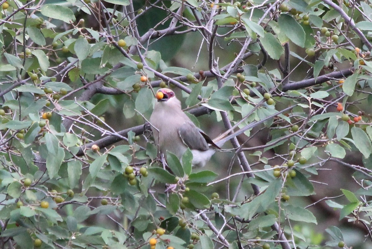 Blue-naped Mousebird - ML57106391
