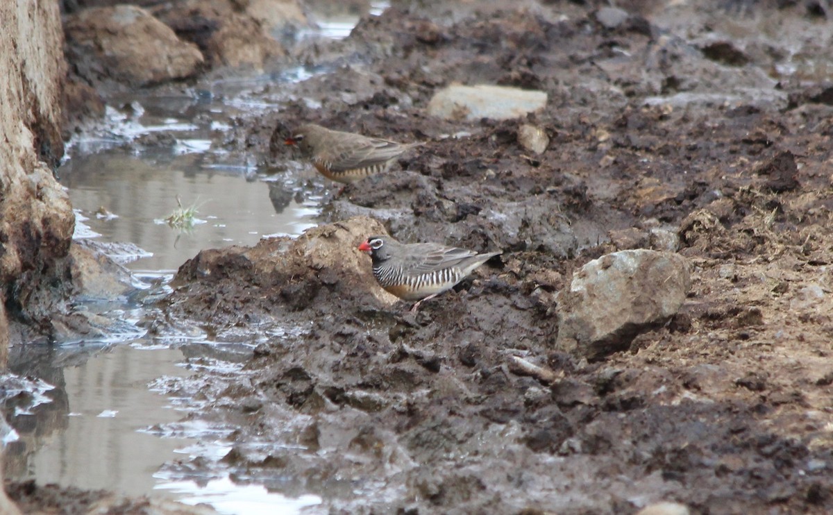 Quailfinch (Spectacled) - David Guarnieri