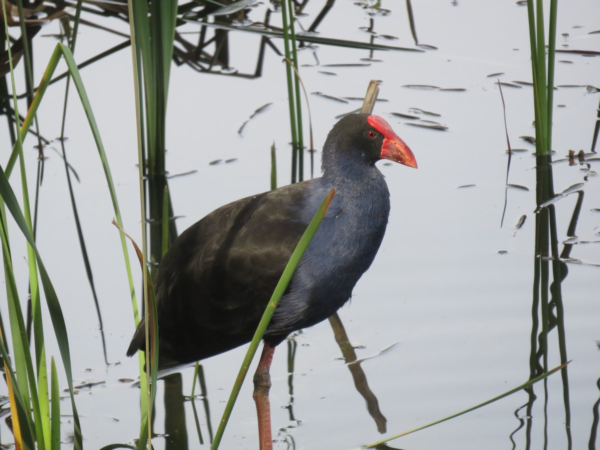 Australasian Swamphen - ML571064151