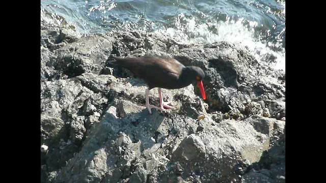 Black Oystercatcher - ML571064161