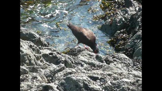 Black Oystercatcher - ML571064181