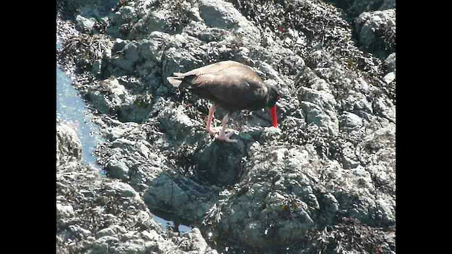 Black Oystercatcher - ML571064211