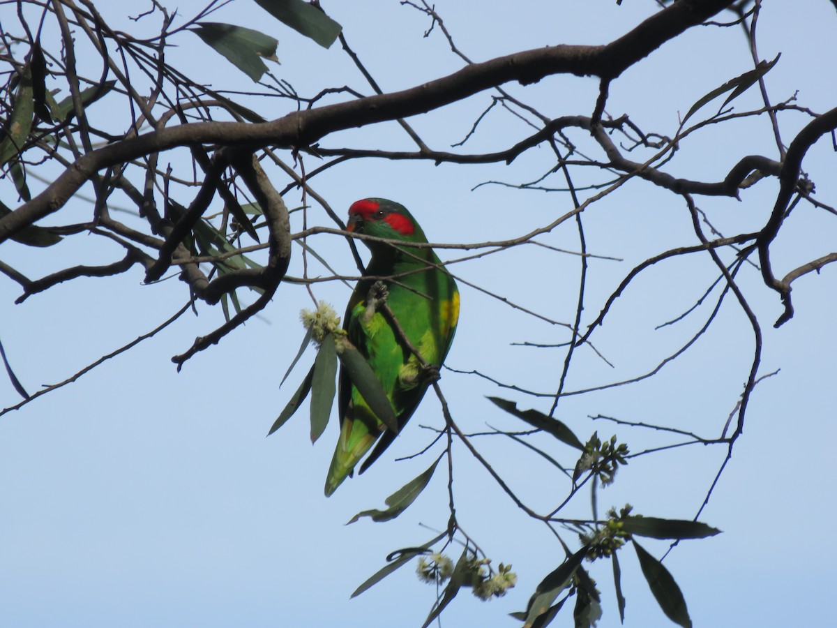 Musk Lorikeet - Neville Hunter