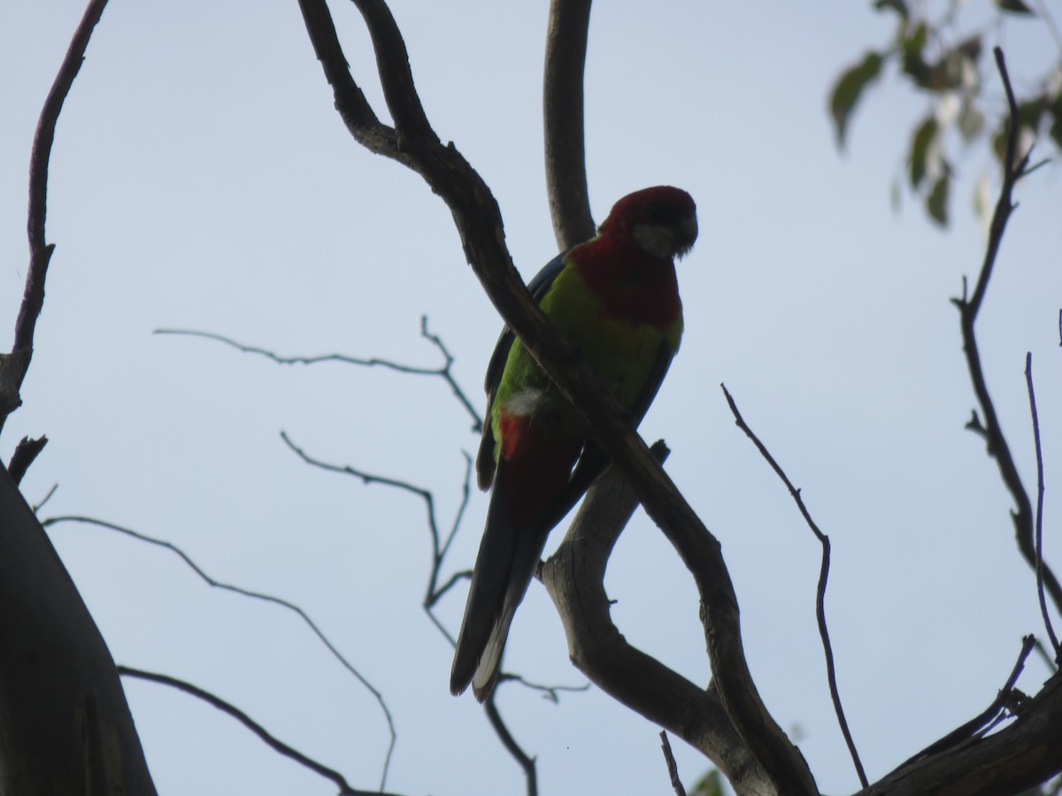 Eastern Rosella - ML571064311