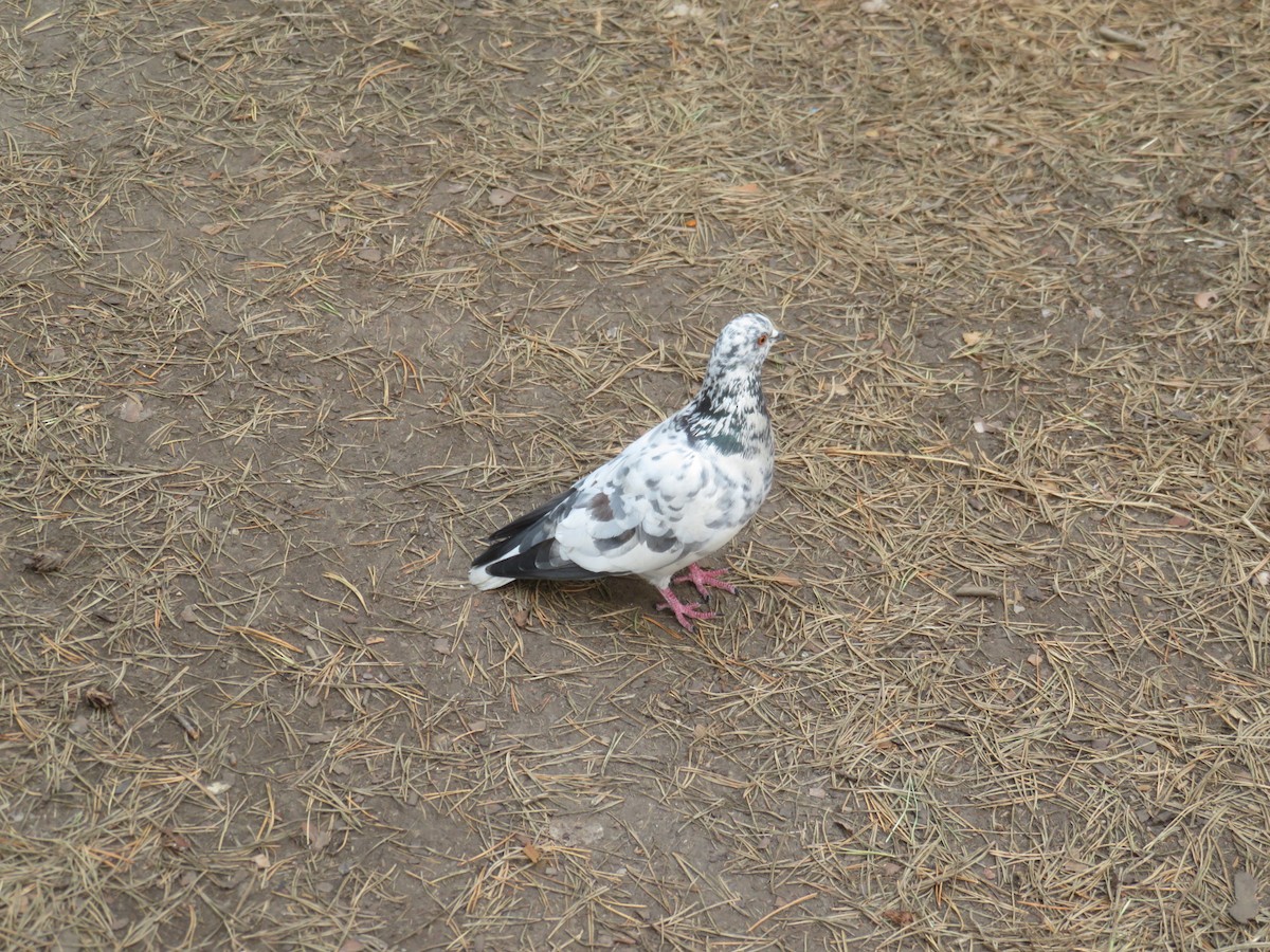 Сизый голубь (Одомашненного типа) - ML571064371