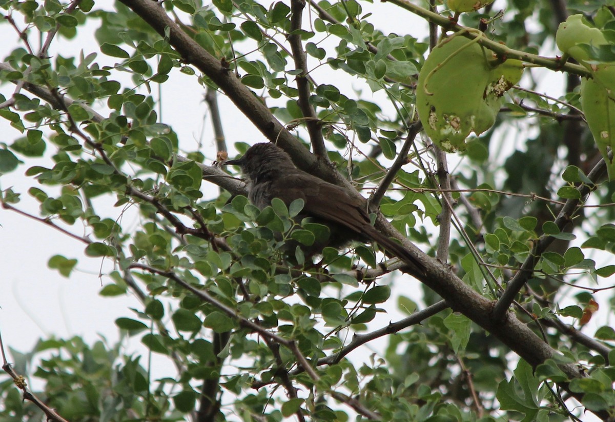 Gray Wren-Warbler - ML57106441