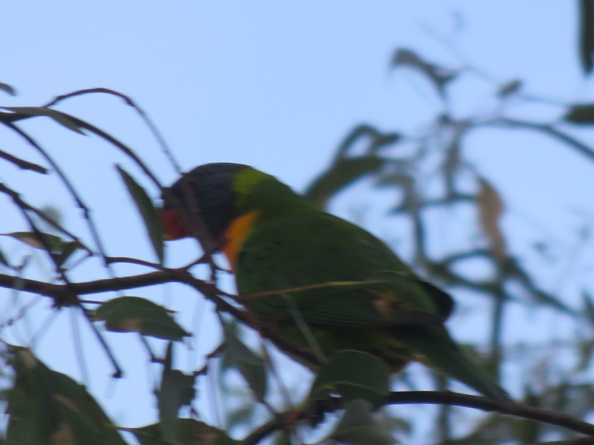 Rainbow Lorikeet - ML571064521