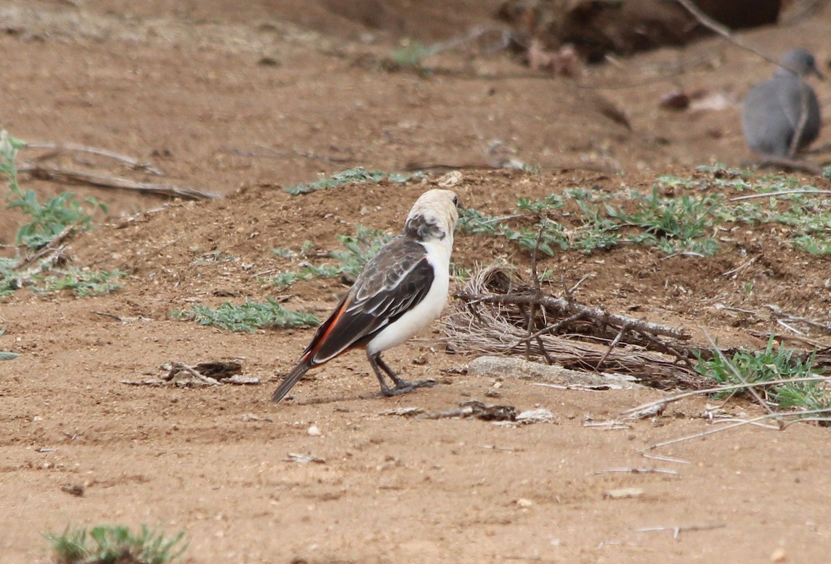 White-headed Buffalo-Weaver - ML57106471