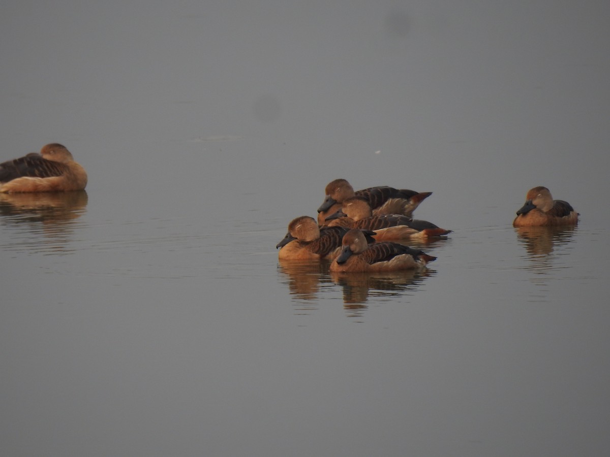 Lesser Whistling-Duck - ML571065011