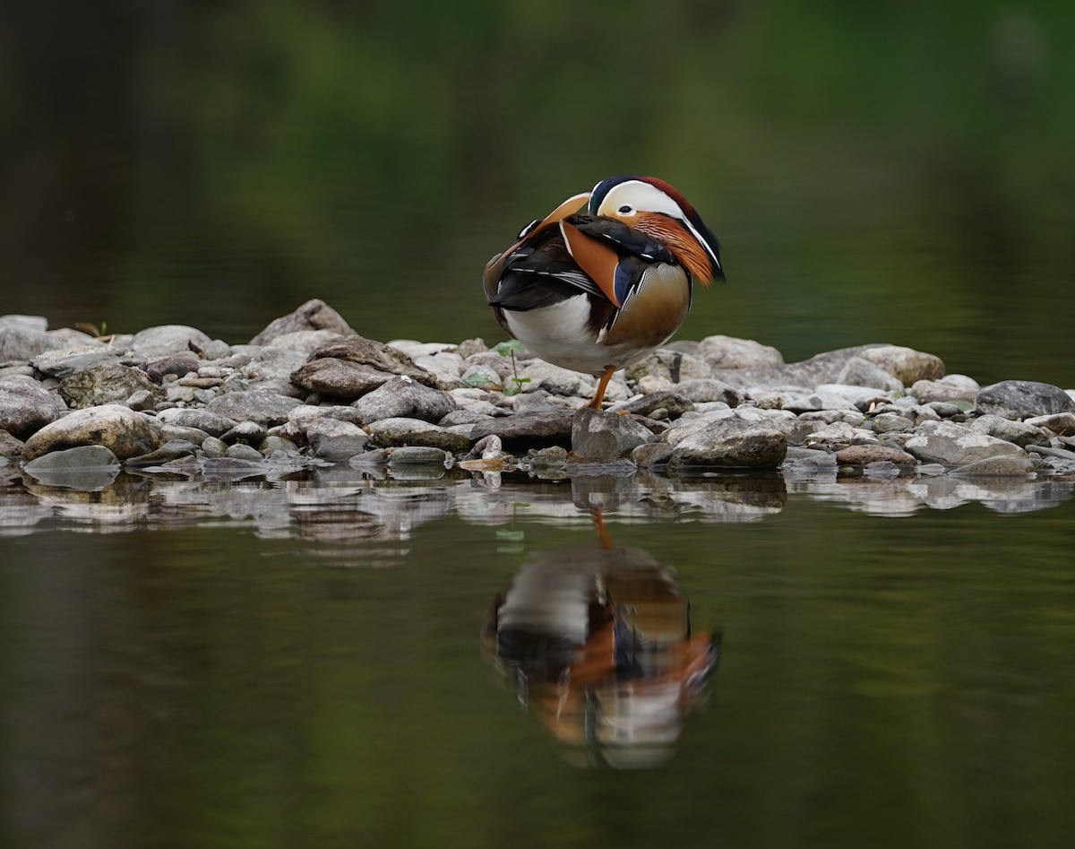 Mandarin Duck - Harry Coghill