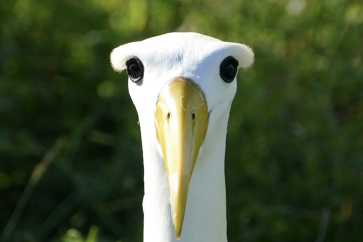 Waved Albatross - ML57106601