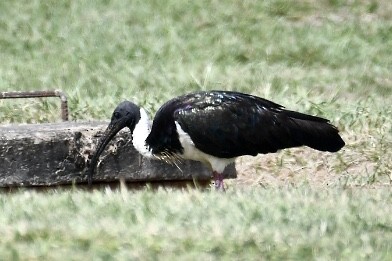 ibis slámokrký - ML571066311