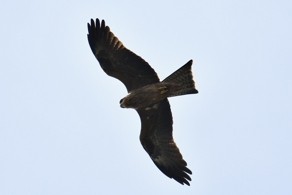 Black Kite - ML571066341