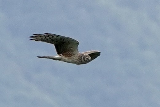 Aguilucho Pálido - ML571066371