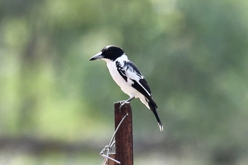 Black-backed Butcherbird - ML571067211