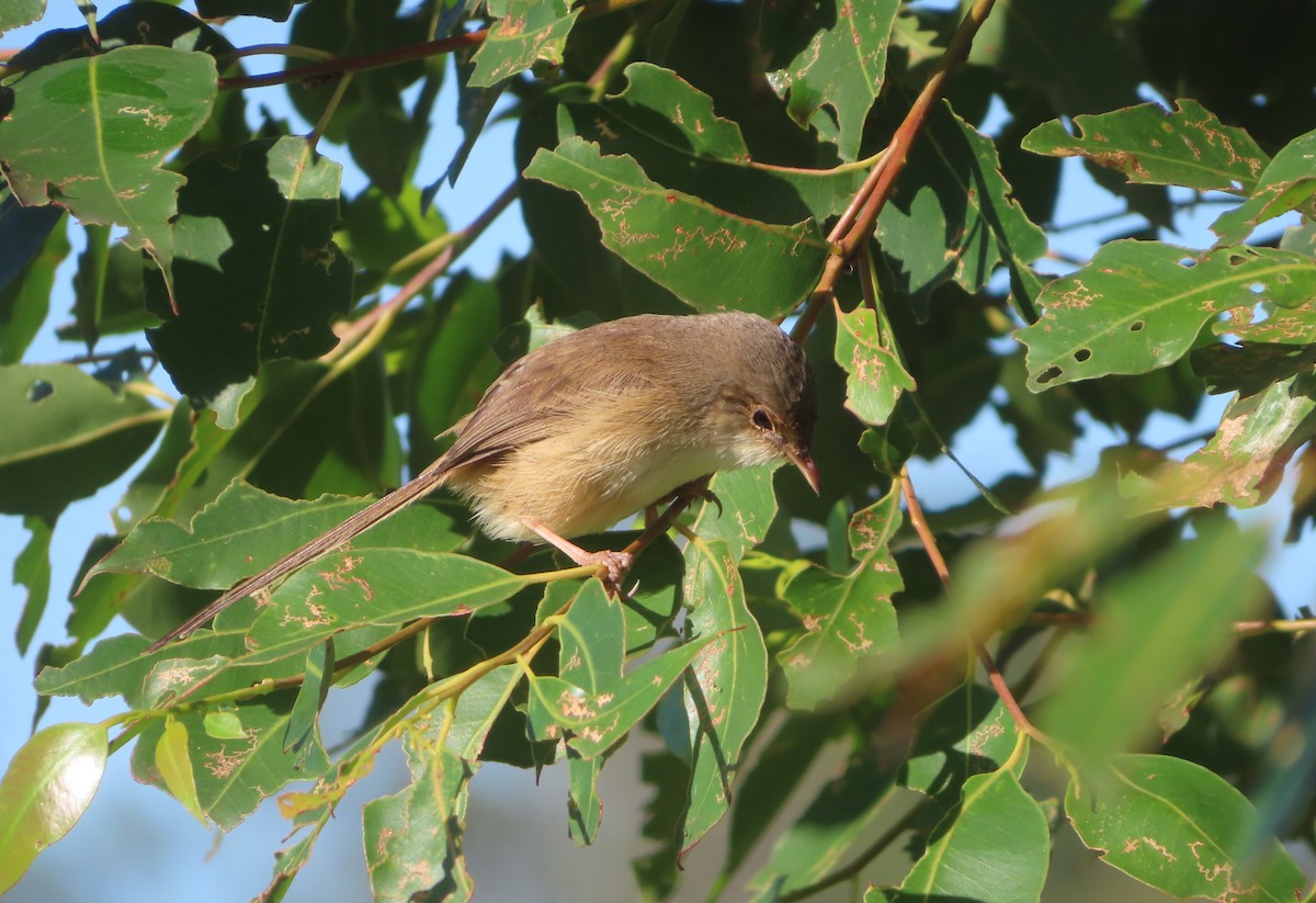 Red-backed Fairywren - ML571067801