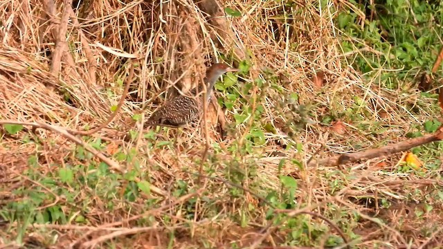 Slaty-breasted Rail - ML571067831