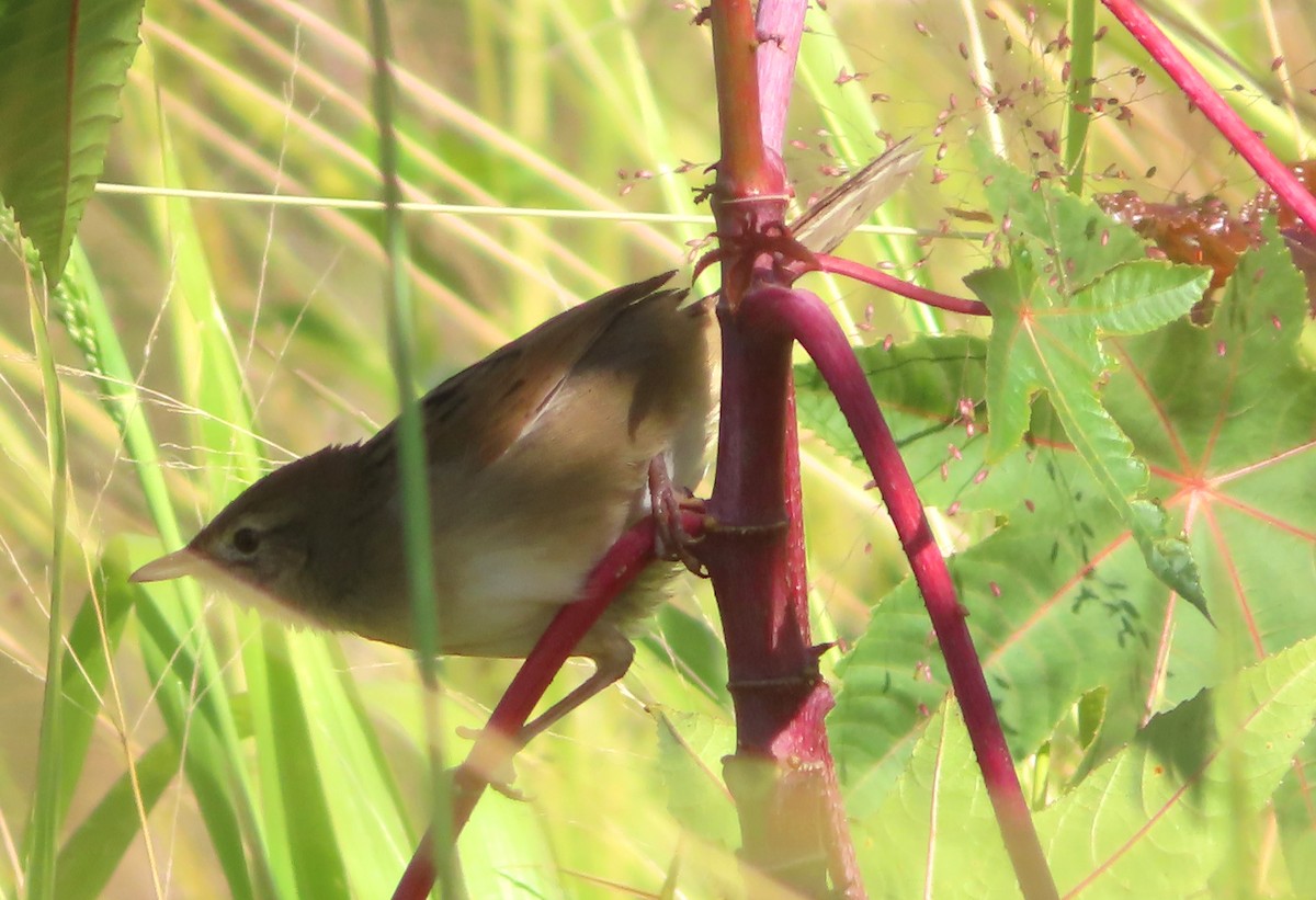 Tawny Grassbird - ML571067981