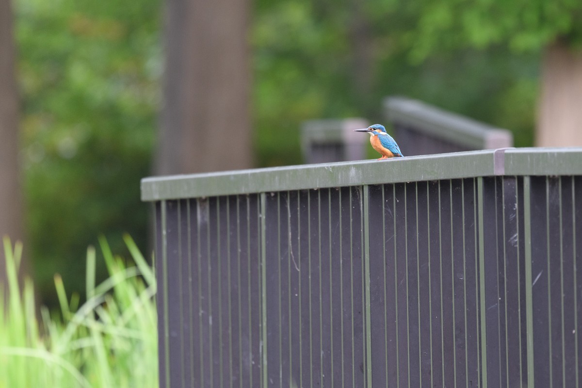 Common Kingfisher - ML571068281