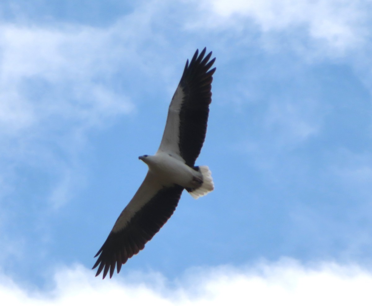 White-bellied Sea-Eagle - Paul Dobbie