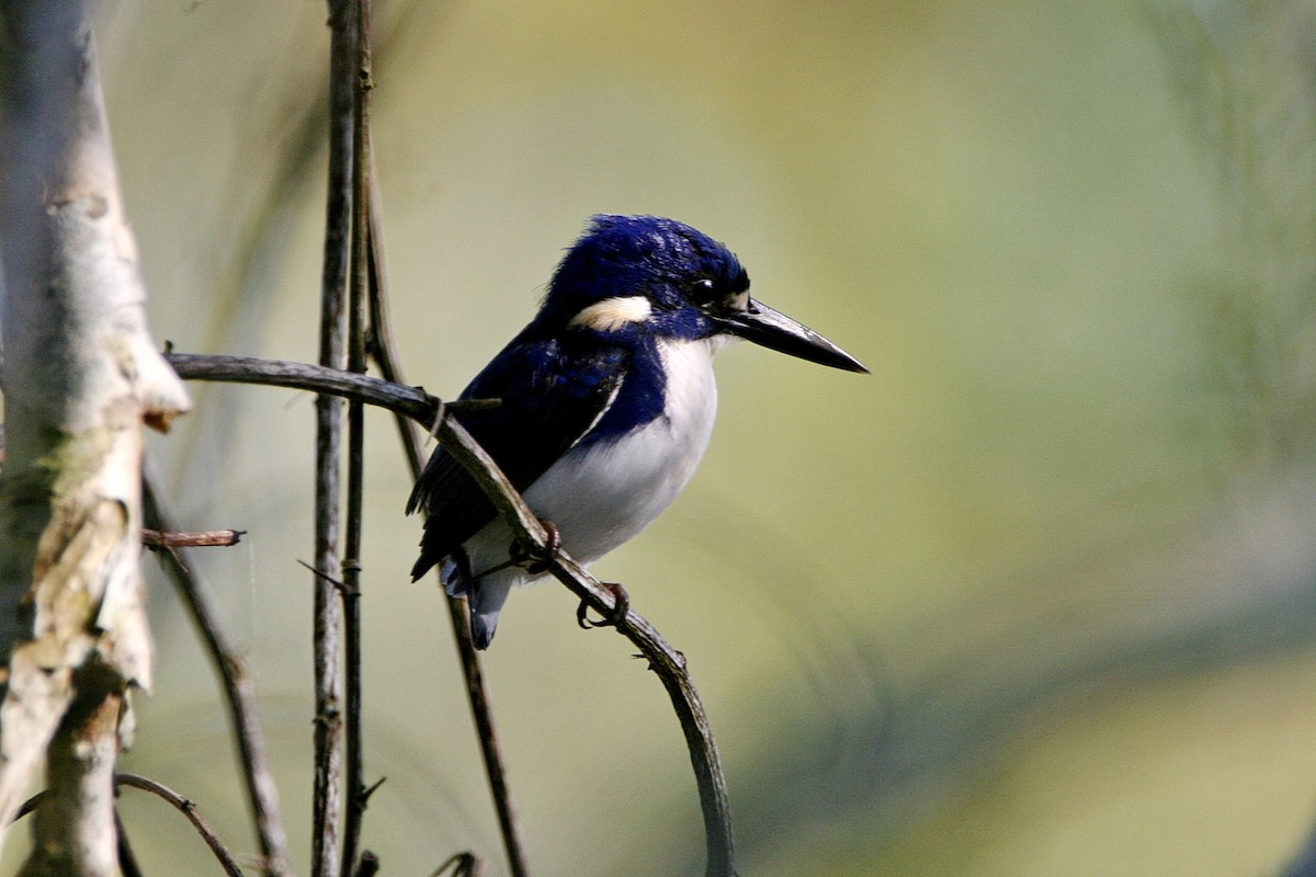 Little Kingfisher - ML571068471