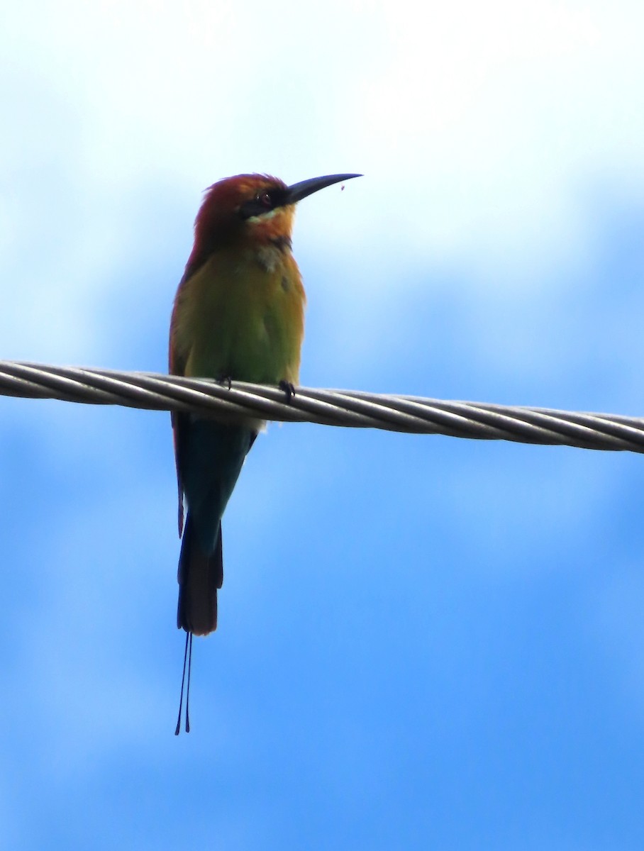Rainbow Bee-eater - ML571068691