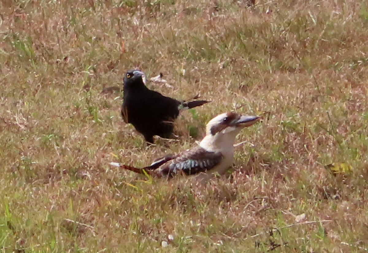 Laughing Kookaburra - ML571068961