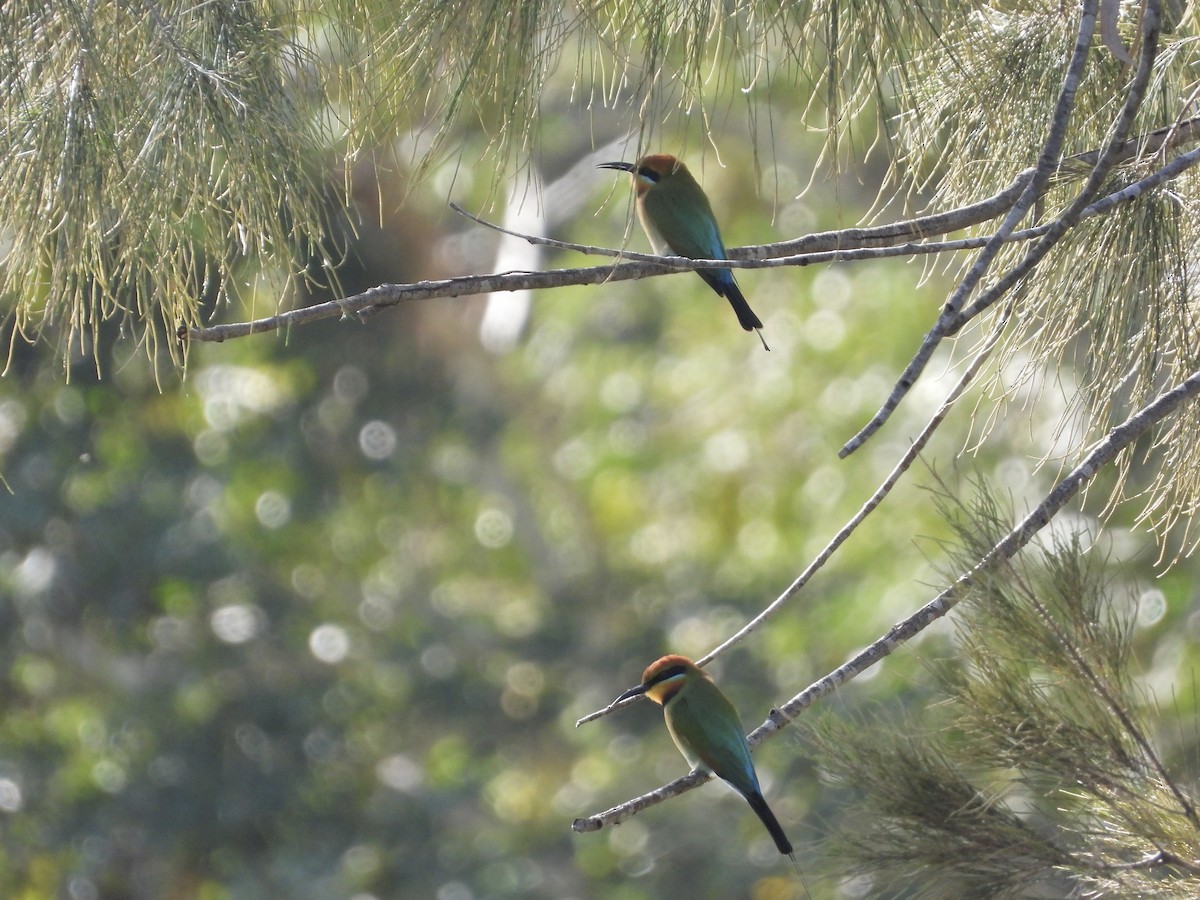 Rainbow Bee-eater - Cherri and Peter Gordon