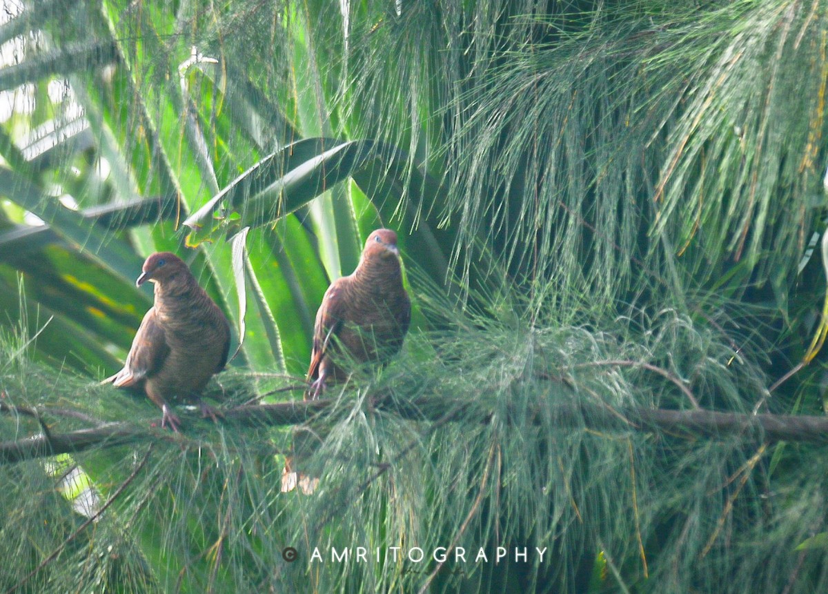 Andaman Cuckoo-Dove - ML571069851