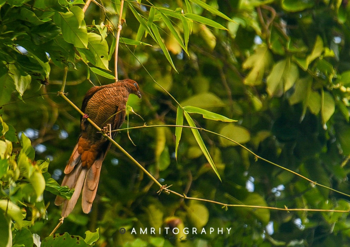 Andaman Cuckoo-Dove - ML571069861