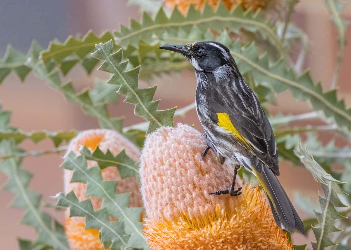 New Holland Honeyeater - ML571070011