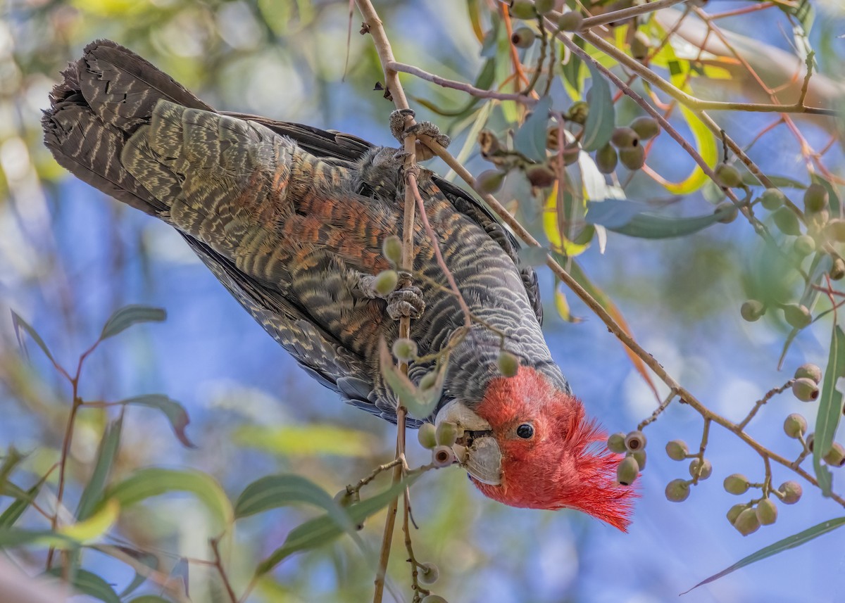 Gang-gang Cockatoo - Julie Clark