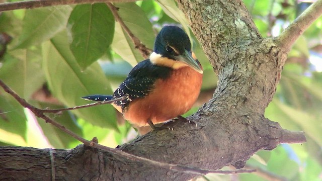 Green-and-rufous Kingfisher - ML571071091