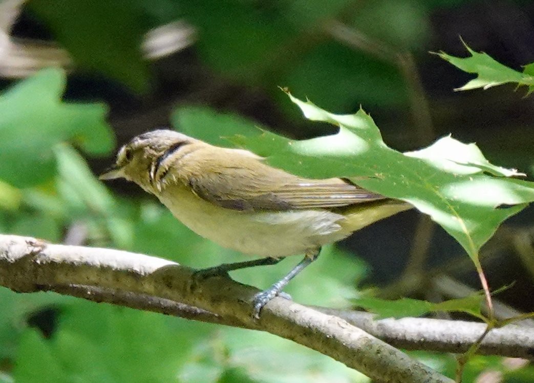 Red-eyed Vireo - Steve Keith