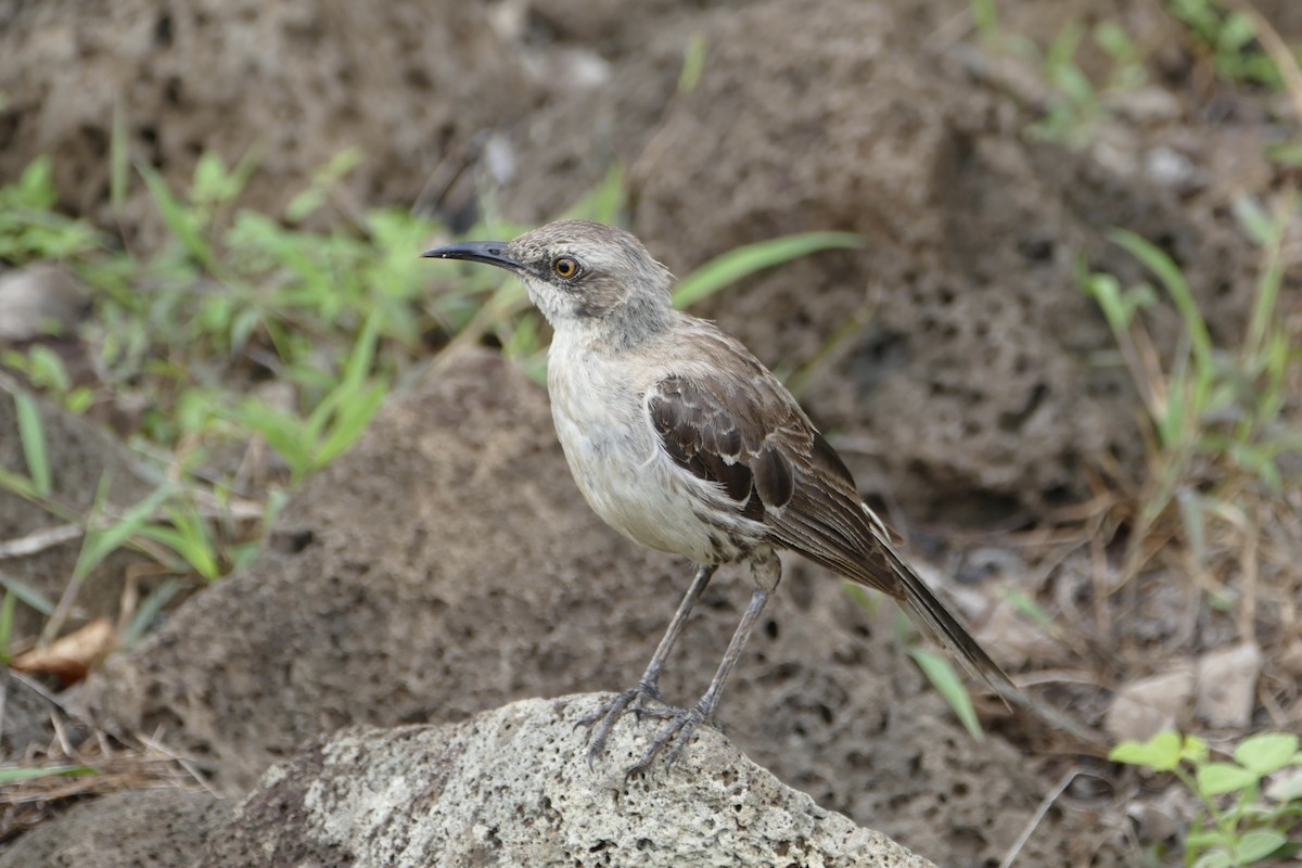 San Cristobal Mockingbird - Peter Kaestner