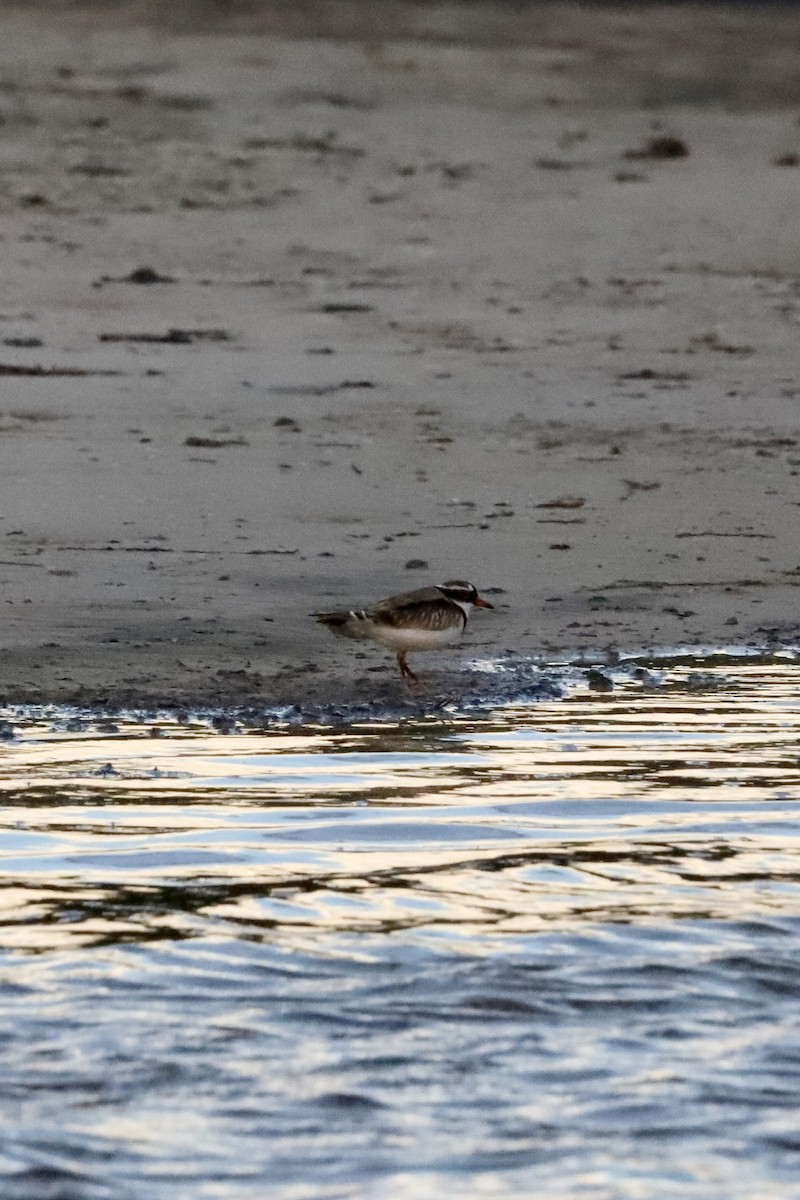 Black-fronted Dotterel - ML571073111