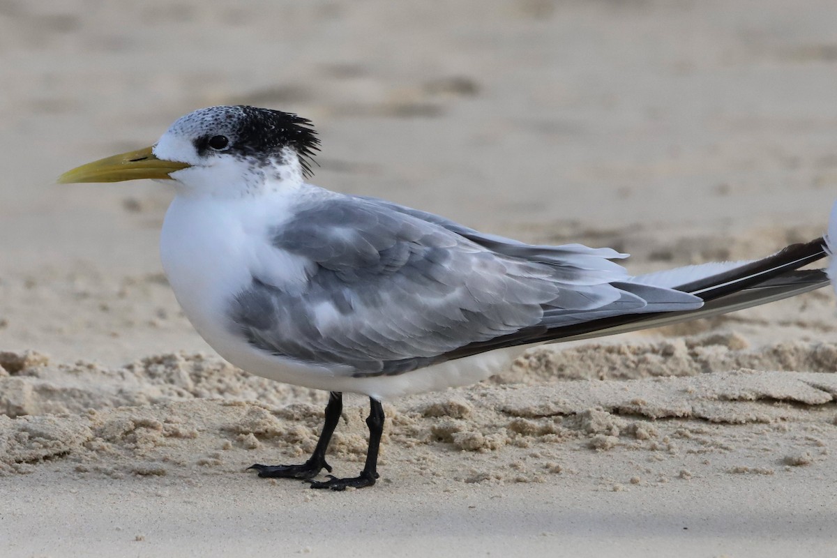Great Crested Tern - ML571073291