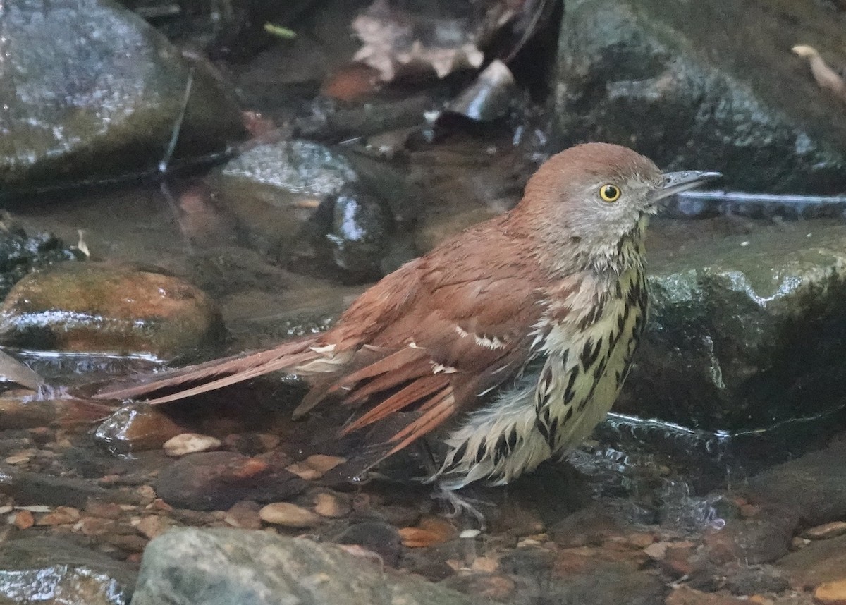 Brown Thrasher - ML571073321