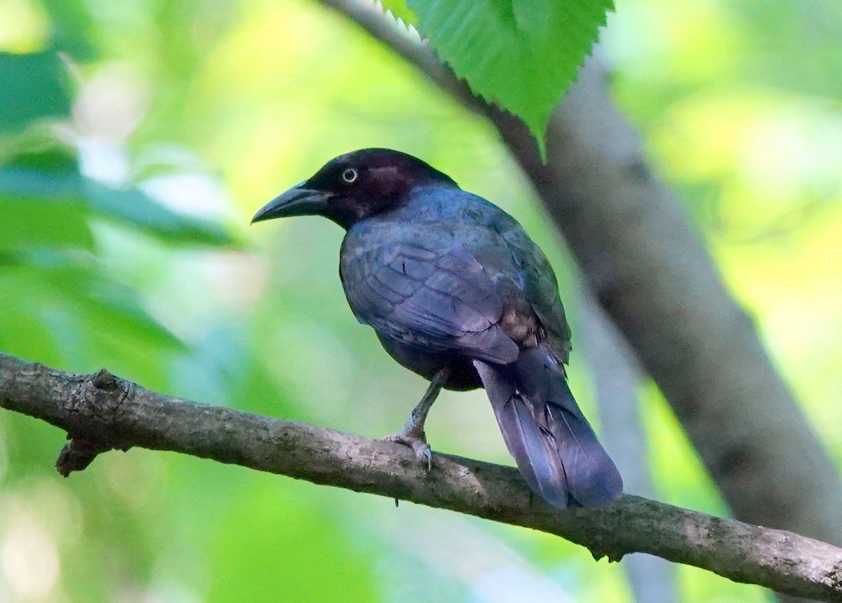 Common Grackle (Florida/Purple) - ML571074401