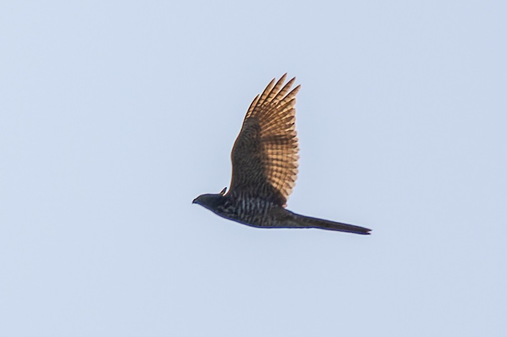 Brown Goshawk - ML571074551