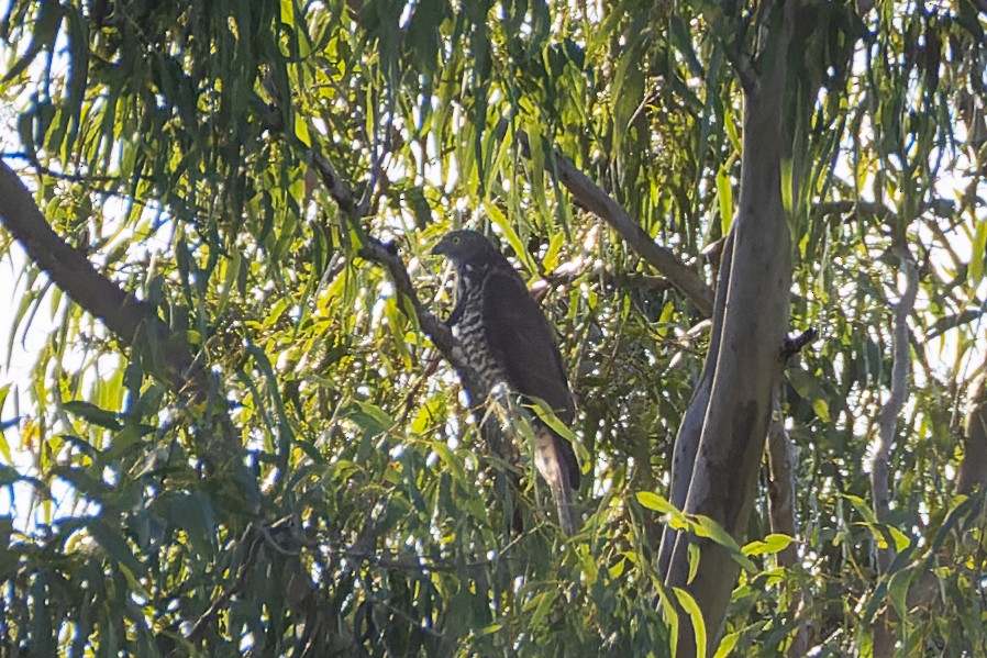 Brown Goshawk - ML571074561