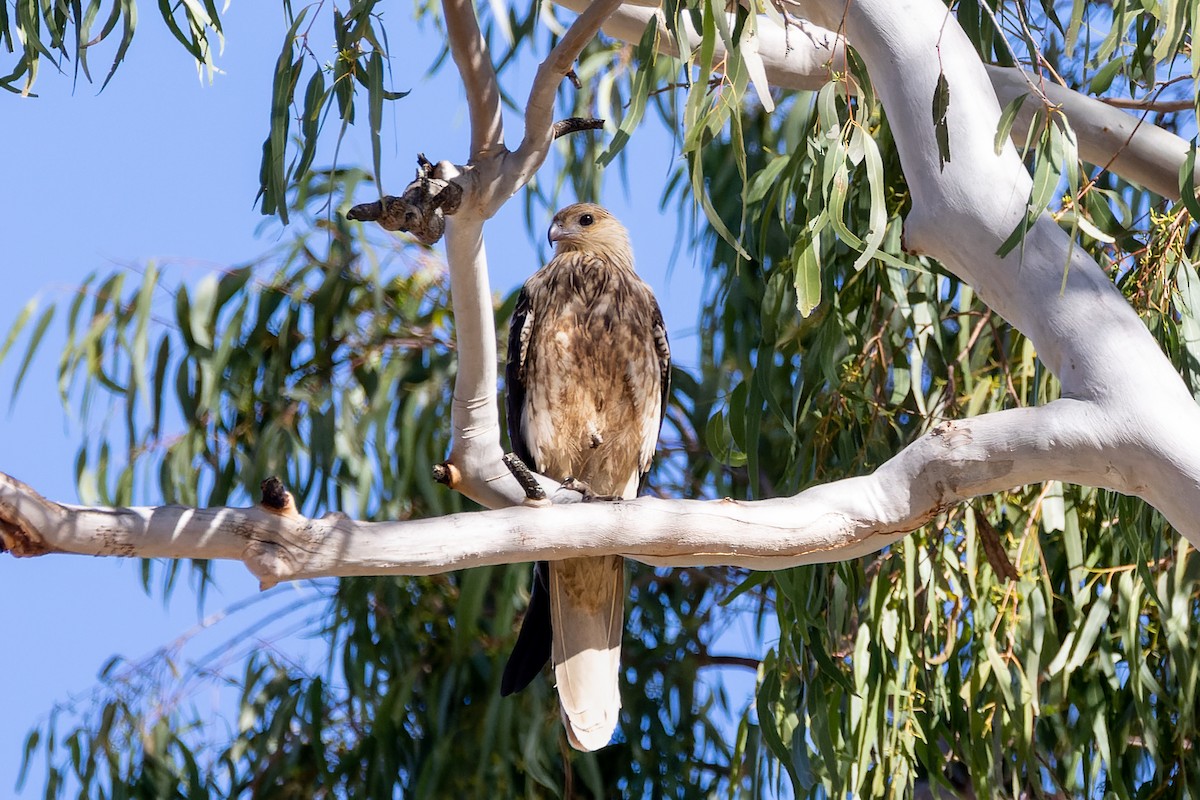 Whistling Kite - ML571074621