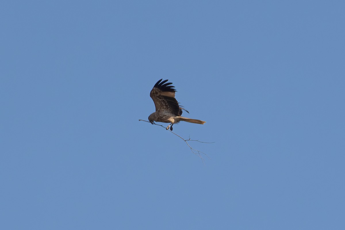 Whistling Kite - ML571074631